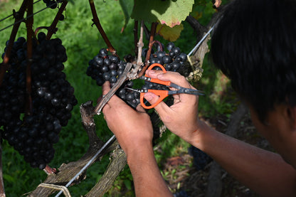 Pinot Noir 飲み比べセット【オンライン限定価格】