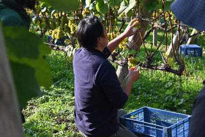 MARO Wines The SIGNATURE 紅白（シャルドネとピノ） ２本セット【オンライン限定価格】