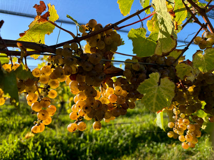 MARO Wines NZ ２本セット 【オンライン限定価格】