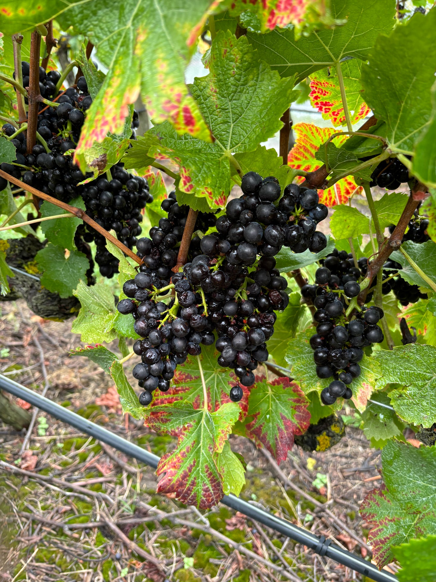 MARO Wines NZ ２本セット 【オンライン限定価格】