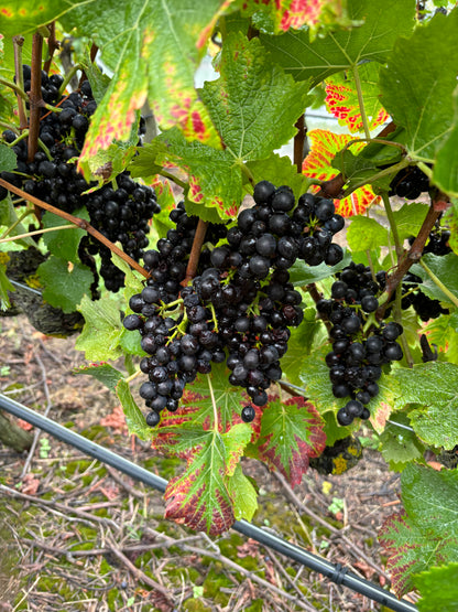 MARO Wines NZ ２本セット 【オンライン限定価格】