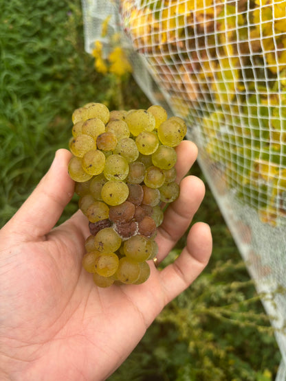 MARO Wines NZ ２本セット 【オンライン限定価格】